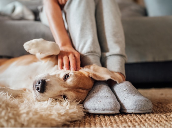 Can an employee take leave for a pet? Can an employee take leave for a pet?